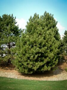 Сосна Чёрная (Pinus Nigra) купить по цене от 270.00р. в интернет-магазине «Посадика» с доставкой почтой в в Никольске и по всей России – [изображение №1].