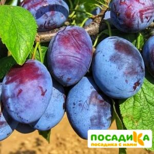 Слива Чачакская ранняя купить по цене от 229.00р. в интернет-магазине «Посадика» с доставкой почтой в в Никольске и по всей России – [изображение №1].