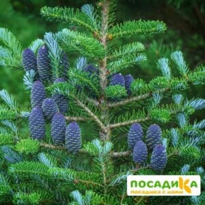 Пихта корейская (Abies koreana) купить по цене от 450.00р. в интернет-магазине «Посадика» с доставкой почтой в в Никольске и по всей России – [изображение №1].