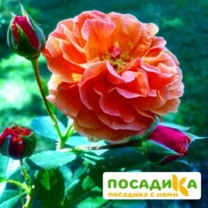 Роза Арабия купить по цене от 350.00р. в интернет-магазине «Посадика» с доставкой почтой в в Никольске и по всей России – [изображение №1].