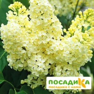 Сирень Примроуз (Primrose) купить по цене от 529.00р. в интернет-магазине «Посадика» с доставкой почтой в в Никольске и по всей России – [изображение №1].