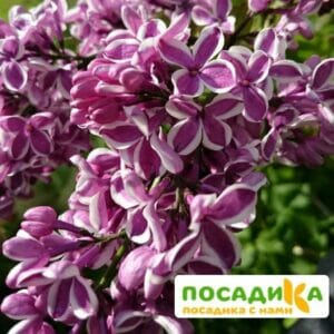 Сирень Сенсация купить по цене от 529.00р. в интернет-магазине «Посадика» с доставкой почтой в в Никольске и по всей России – [изображение №1].