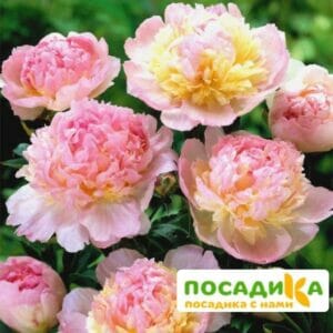 Пион Распберри Сандей (Paeonia Raspberry Sundae) купить по цене от 959р. в интернет-магазине «Посадика» с доставкой почтой в в Никольске и по всей России – [изображение №1].