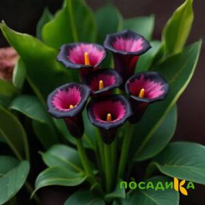 Калла Аура Лейс купить по цене от 400р. в интернет-магазине «Посадика» с доставкой почтой в в Никольске и по всей России – [изображение №1].