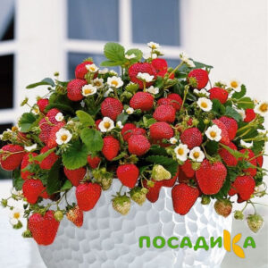 Клубника Рубиновый Шепот (горшечная) купить по цене от 240р. в интернет-магазине «Посадика» с доставкой почтой в в Никольске и по всей России – [изображение №1].