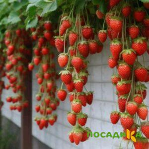 Клубника вьющаяся Комплимент купить по цене от 470р. в интернет-магазине «Посадика» с доставкой почтой в в Никольске и по всей России – [изображение №1].