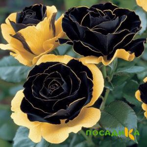Роза Ханни Сикл купить по цене от 700р. в интернет-магазине «Посадика» с доставкой почтой в в Никольске и по всей России – [изображение №1].