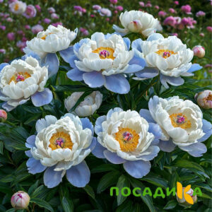 Пион акварельный Этюд купить по цене от 806р. в интернет-магазине «Посадика» с доставкой почтой в в Никольске и по всей России – [изображение №1].