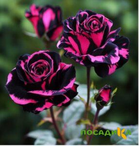 Роза Багровый Шепот купить по цене от 366р. в интернет-магазине «Посадика» с доставкой почтой в в Никольске и по всей России – [изображение №1].