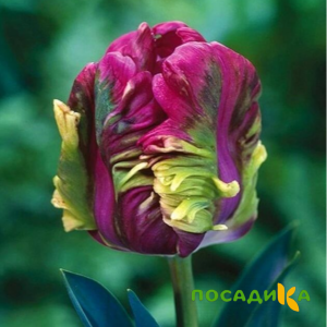 Тюльпан Экзотик Хэвен купить по цене от 186р. в интернет-магазине «Посадика» с доставкой почтой в в Никольске и по всей России – [изображение №1].