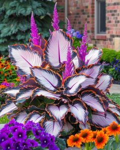 Хоста Кримэн Дрим купить по цене от 549р. в интернет-магазине «Посадика» с доставкой почтой в в Никольске и по всей России – [изображение №1].