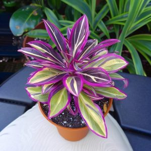 Хоста Сильвер Стик купить по цене от 650р. в интернет-магазине «Посадика» с доставкой почтой в в Никольске и по всей России – [изображение №1].