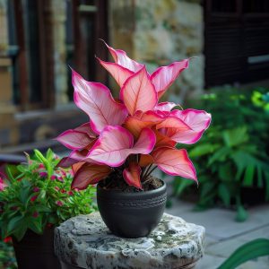 Хоста Розовая Симфония купить по цене от 800р. в интернет-магазине «Посадика» с доставкой почтой в в Никольске и по всей России – [изображение №1].