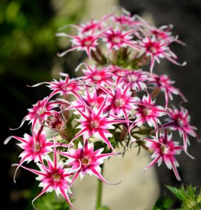 Флокс Метельчатый Путь купить по цене от 456р. в интернет-магазине «Посадика» с доставкой почтой в в Никольске и по всей России – [изображение №1].