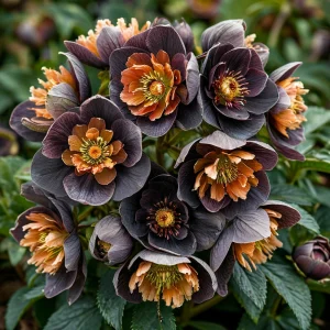 Морозник Блум Айс купить по цене от 499р. в интернет-магазине «Посадика» с доставкой почтой в в Никольске и по всей России – [изображение №1].