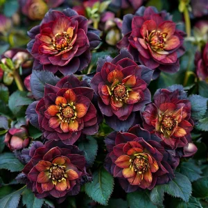 Морозник Сноу Дроп купить по цене от 348р. в интернет-магазине «Посадика» с доставкой почтой в в Никольске и по всей России – [изображение №1].