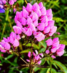 Флокс Бутоник купить по цене от 461р. в интернет-магазине «Посадика» с доставкой почтой в в Никольске и по всей России – [изображение №1].