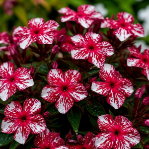 Флокс Ливер Гриммер купить по цене от 590р. в интернет-магазине «Посадика» с доставкой почтой в в Никольске и по всей России – [изображение №1].